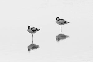 Noir & Blanc — 50 nuances